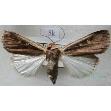 Ochropleura plecta (Linnaeus, 1761) Rolnica boćwinówka Czech5k